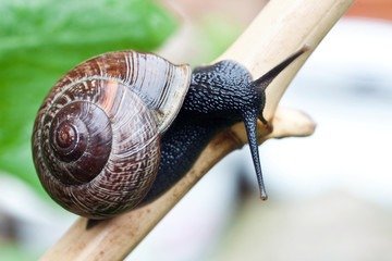schwarze Schnecke