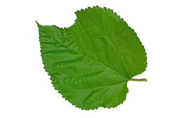 Obraz premium leaf whits details