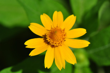 Yellow macro flower on green background