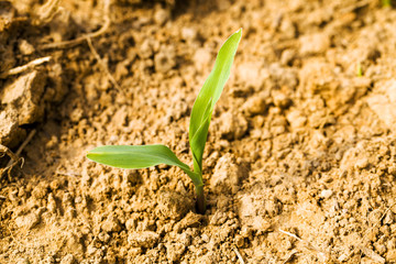 young corn