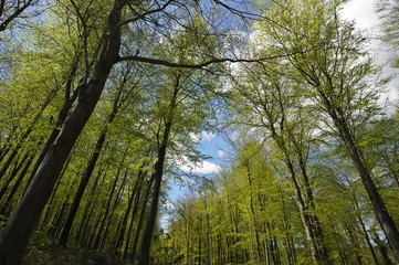 Beautiful spring woodland full of beech trees.
