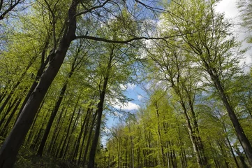  Beautiful spring woodland full of beech trees. © Christopher Jones