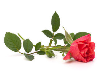 Beautiful rose
