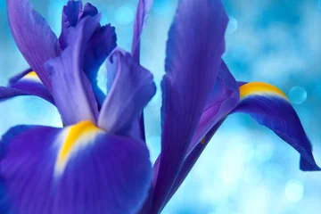 Deurstickers Iris Mooie blauwe iris bloemen achtergrond