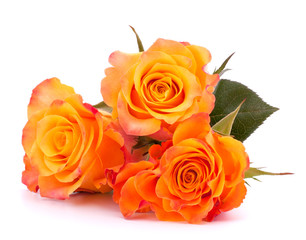 Naklejka premium Three orange roses