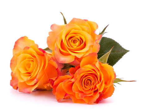 Fototapeta Three orange roses