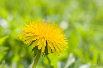 Beautiful dandelion flower