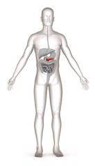 3d render of artificial character with digestive system