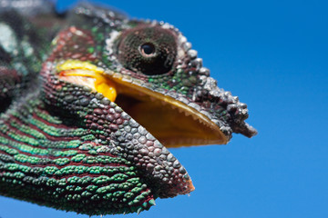 tête de caméléon