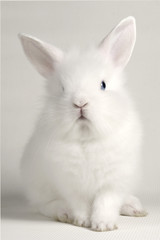 white rabbit