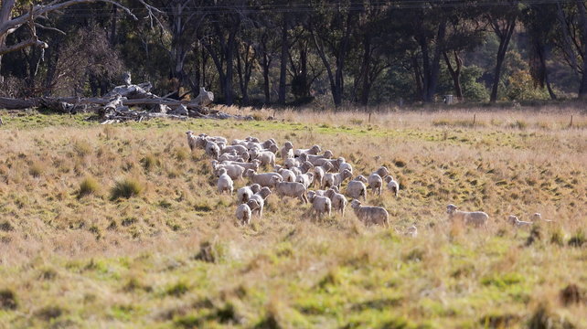 Sheep grazing. Tablelands near Oberon. NSW. Australia.