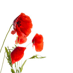 Coquelicots