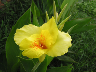 Fototapeta premium Beautiful canna flowers