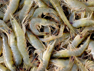 Many of the shrimp, very fresh seafood