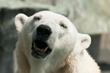 Eisbär
