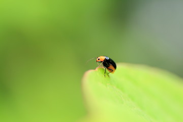 leaf beetle on leaf