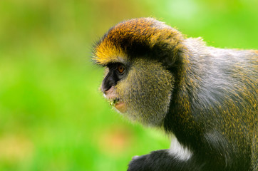 Lowes Guenon