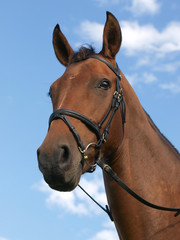 Fototapeta premium Horse Head Against Blue Sky