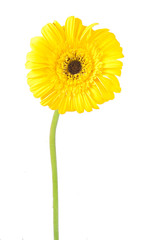 gerbera amarilla, flores
