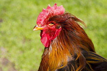 Proud colorful roosters head and neck