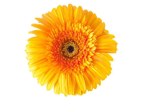 Fototapeta gerbera, flor