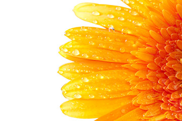 gotas en pétalos de la gerbera