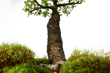 Fototapeta premium Fir tree in the middle of nature with branches and grass green