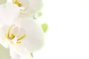 Fotobehang Orchidee orquídea blanca sobre fondo blanco