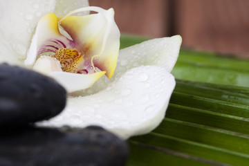 Fototapeta na wymiar Orchidea i czarny pidras