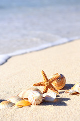 Fototapeta na wymiar Rozgwiazdy na plaży