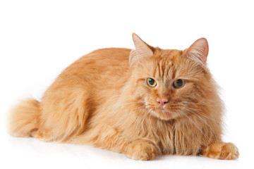 Maine Coon cat on white background.