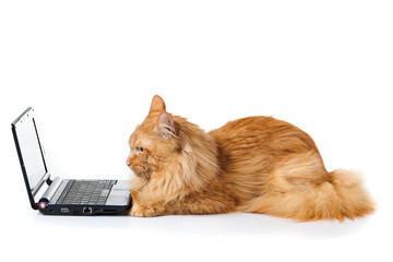 Maine Coon cat on white background.