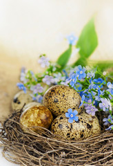 Obraz premium quail eggs in the nest and forget-me-not