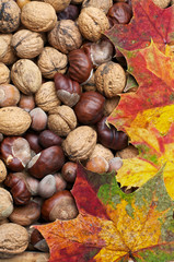 Ahornblätter auf Nüssen und Kastanien