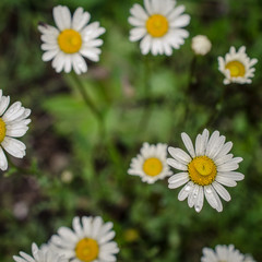 Fototapeta premium Blooming wild flowers in a meadow