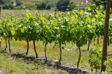 Fototapeta na wymiar view of new plants in vineyard