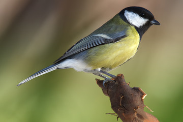 Great tit