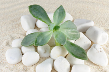 Plant on stones and sands