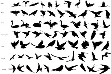 Obraz premium Wektorowe sylwetki ptaki