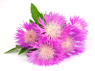 thistle flowers