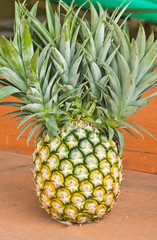 Abnormal pineapple