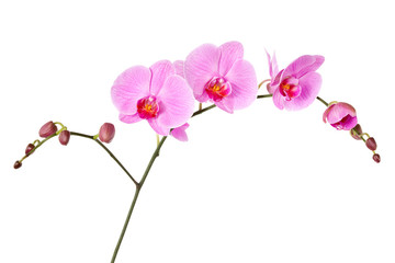 Naklejka na ściany i meble Pink orchid isolated on a white