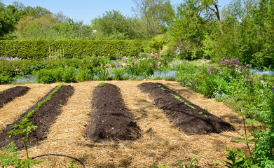 Vegetable Garden