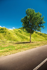 lonely tree beside the road