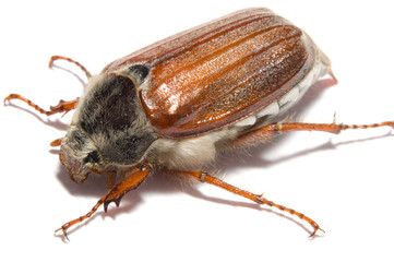 Maikäfer