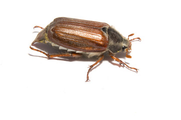 Maikäfer