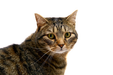 Large adult tabby cat, isolated on white