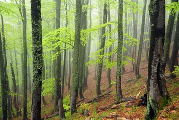  misty beech tree forest in spring green foliage © Marina Karkalicheva
