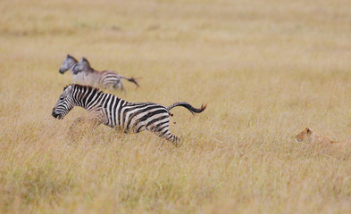 The zebra was frightened of a lioness