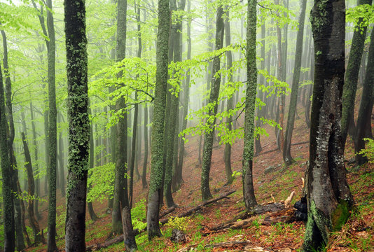 misty beech tree forest in spring green foliage